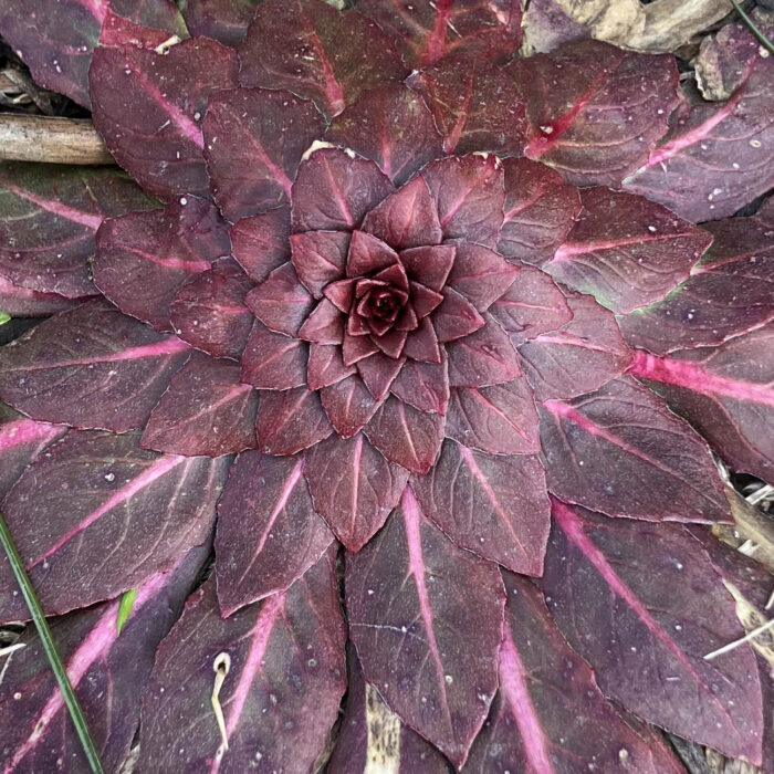 0104: Grounding for Earth Day