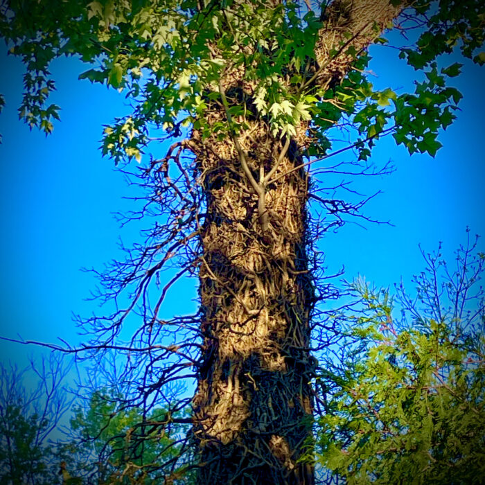 0132: In Defense of Trees